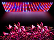 Do Grow lights really work? And How to choose the Best Light for Indoor Growing?