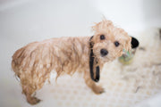 TheLAShop: Organic, Homemade, Pet Shampoo, and Natural Bathing Solutions