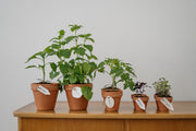 TheLAShop: Indoor/Apartment Growing For Those without a Green Thumb