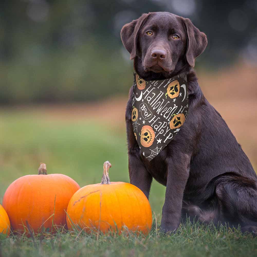 TheLAShop 10 Pack Dog Bandanas Halloween Pet Scarf Washable 32x21x21 TheLAShop