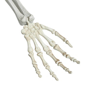 TheLAShop Life Size 5.4ft Posable Skeleton Halloween Pirate Outdoor Decor, Twin Conjoined Image