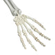 TheLAShop Life Size 5.4ft Posable Skeleton Halloween Pirate Outdoor Decor, Twin Conjoined Image