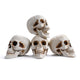 TheLAShop Halloween Life Size Plastic Skulls Decorations 4ct/pk Image