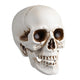 TheLAShop Halloween Life Size Plastic Skulls Decorations 4ct/pk Image
