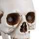 TheLAShop Halloween Life Size Plastic Skulls Decorations 4ct/pk Image