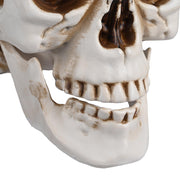 TheLAShop Halloween Life Size Plastic Skulls Decorations 4ct/pk Image
