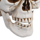 TheLAShop Halloween Life Size Plastic Skulls Decorations 4ct/pk Image