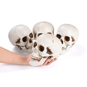TheLAShop Halloween Life Size Plastic Skulls Decorations 4ct/pk Image