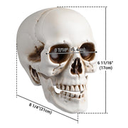 TheLAShop Halloween Life Size Plastic Skulls Decorations 4ct/pk Image