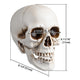 TheLAShop Halloween Life Size Plastic Skulls Decorations 4ct/pk Image