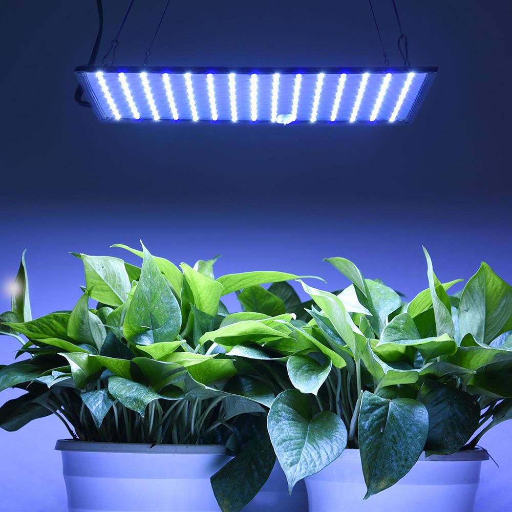 Blue led grow light for deals seedlings