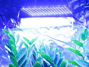I have a limited budget – can I use Cheap Grow Lights?