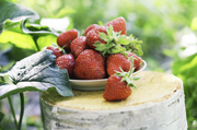 TheLAShop: Guide to Growing Strawberries in Containers