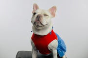TheLAShop: 2021 DIY Pet Halloween Costumes So Adorable You’ll Cry