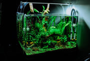 TheLAShop: Top 3 Eco-Friendly Fish Tank Decorations Tips