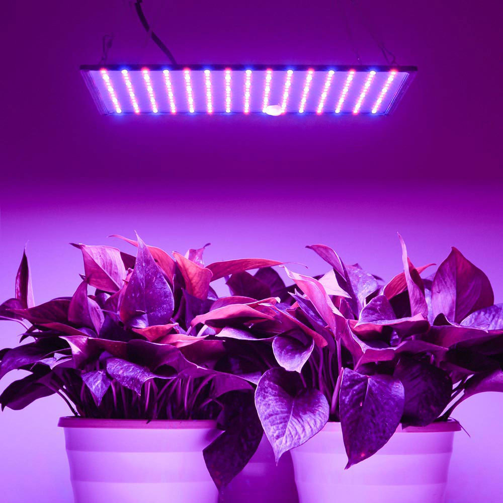 red and blue hydroponic lights