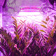 TheLAShop 225 Ultrathin Blue Red Orange White LED Plant Grow Light Panel Image