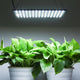 TheLAShop 225 Ultrathin Blue White LED Plant Grow Light Panel, White Image