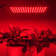 TheLAShop 225 Ultrathin Blue Red Lamp LED Plant Grow Light Panel